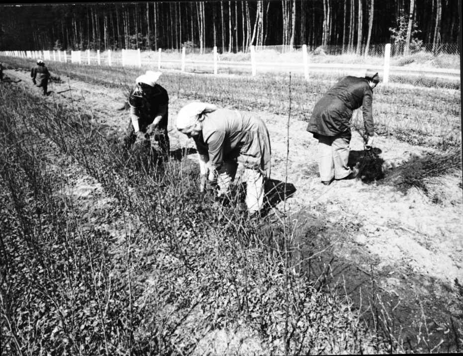 Prace na szkółce leśnej w Rokicie, początek kampanii zalesieniowej, wydołowywanie sadzonek dębu.